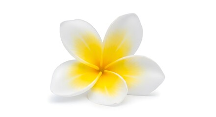 Obraz premium White Plumeria Flower with Yellow Center.