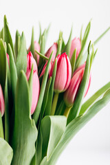 Fototapeta premium Spring Pink Tulip Bouquet on White Background for Celebration.