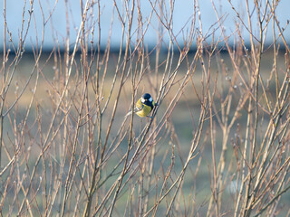 Great tit perched on willow branch © Zentofoto