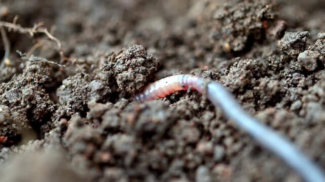 Close-up of earthworm moving through rich, moist soil. Detailed view of segmented body pushing through dirt. Natural movement shows creature's role in soil aeration. Ideal for gardening, ecology