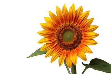 Obraz premium Sunflower blossom with vibrant yellow petals and green leaves on transparent background, conveying summer nature and growth