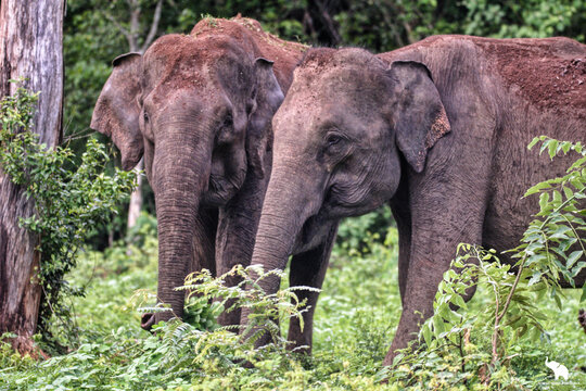 Asian elephant feeding in Udawalawe/Yala National Parks Sri Lanka