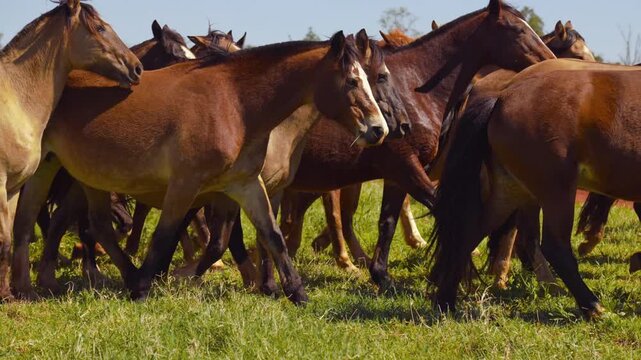 Group of horses galloping across an open field.