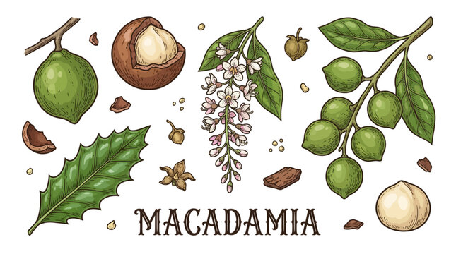 Macadamia Nut Botanical Illustration Set with Flowers, Leaves, and Whole Nuts on Branch