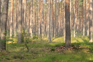 Leśny widok wiosną © Grzegorz