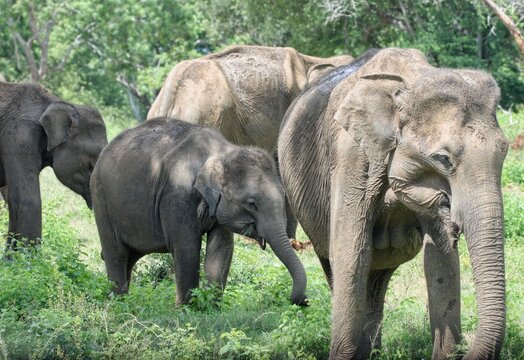 Asian elephant feeding in Udawalawe/Yala National Parks Sri Lanka