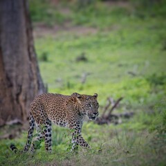 Fototapeta premium Sri Lankan leopard in natural habitat Yala National Park Sri Lanka