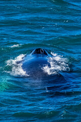 Naklejka premium Whale watching Iceland - Island - humpback whale - dolphin - reykjavik