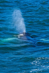 Fototapeta premium Whale watching Iceland - Island - humpback whale - dolphin - reykjavik