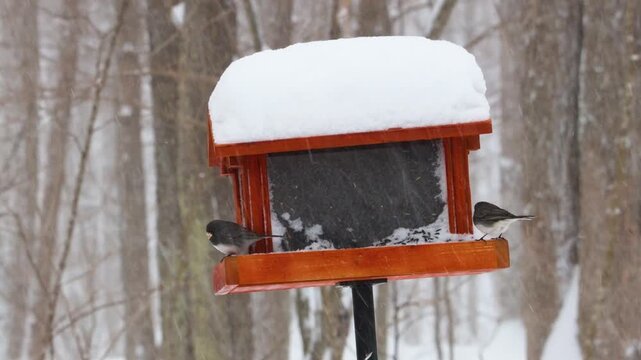Close-up of Dark-eyed Juncos feeding at a snow-covered bird feeder during a windy Wisconsin winter snowstorm. High-action wildlife with a dense forest background and sideways falling snow.