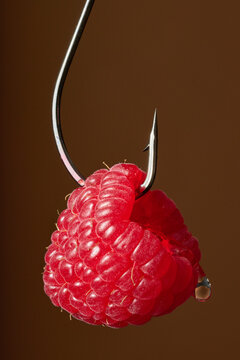 Tortured Food Still Life Series: Red Raspberry Suspended on Steel Fishing Hook on Brown Background Juicy Liquid Dripping 