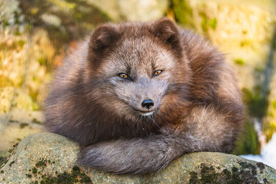 arctic fox - Vulpes lagopus - polar fox - Polarfuchs - Island - Iceland