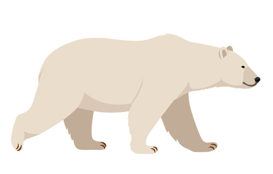 Polar Bear