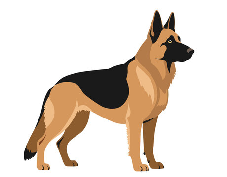 German shepperd