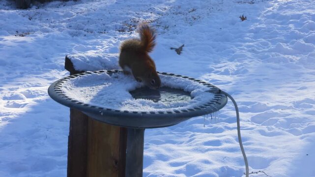 Red squirrel drinking water from a partially frozen bird bath surrounded by snow during winter in Dunn County, Wisconsin, USA.