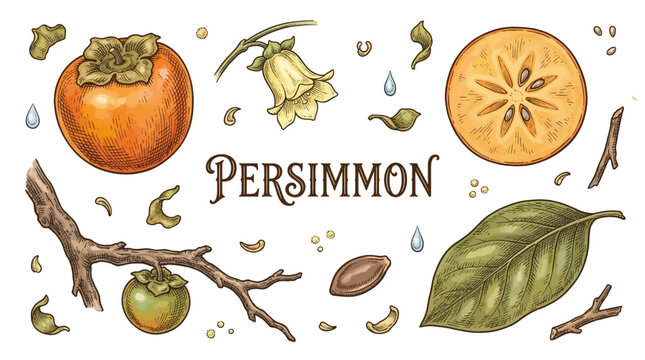 Vintage Hand Drawn Persimmon Fruit Botanical Illustration Set with Slices, Flowers, Leaves and Branches in Engraving Style