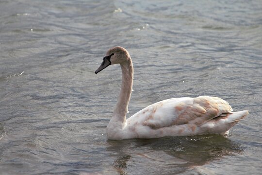 A bird swimming in water