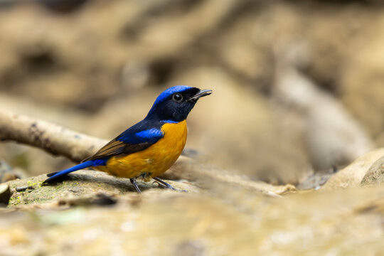 Cinematic portrait of a Rufous-bellied Niltava in a shaded gully.