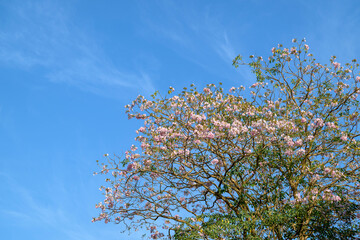Blossoming Pink Trumphet Tree  © niteenrk