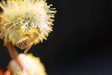 pussy willow catkins with honeybee © TwilightArtPictures
