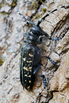 Asiatischer Laubholzbockk&auml;fer ALB mit gelben Punkten, Anoplophora nobilis an einem Baum im Quarant&auml;negebiet in Magdeburg, Deutschland