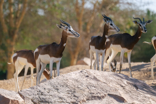 Herd of dama gazelles standing on rocky terrain with trees in the background in warm natural light