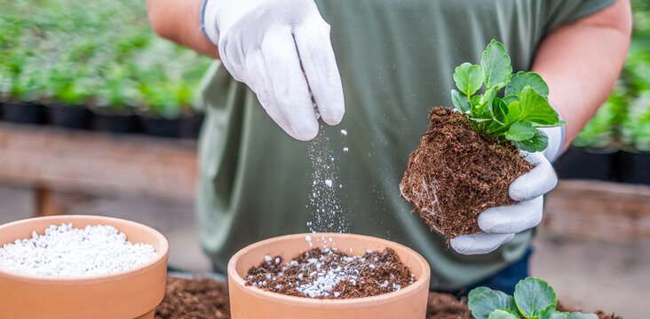 Planting pansy in terracotta pot with fertilizer and perlite in greenhouse in nursery, spring gardening concept