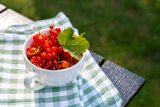 Fresh homegrown red currants in a white ceramic cup