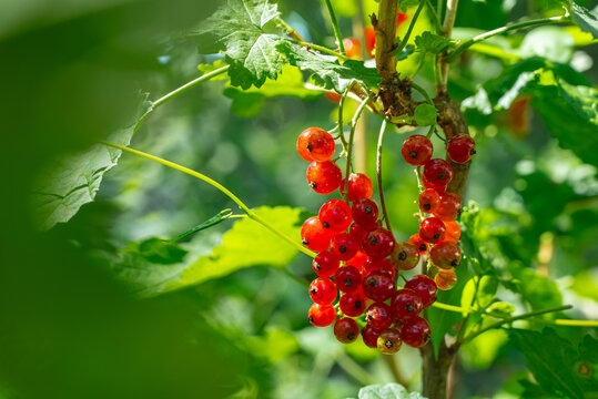 Fresh currant berries in a sunlit home garden