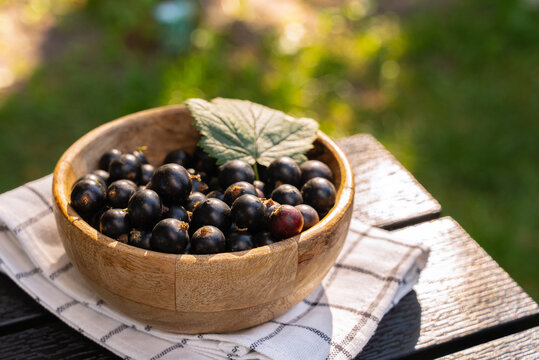 Freshly harvested homegrown black currants in a bowl