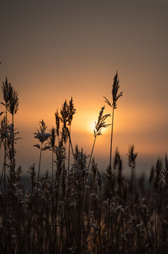 Sunset over a field of Latvian grasses
