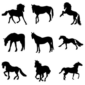 Caballos