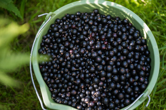 Freshly picked black currants in a bucket outdoors