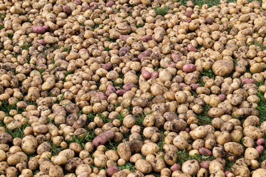 Freshly harvested potatoes scattered on the grass