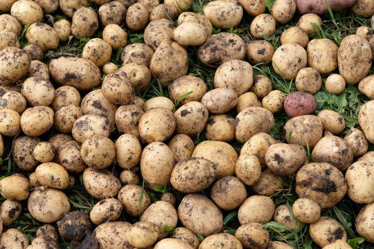 Freshly harvested potatoes with soil in a field
