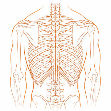 Anatomical illustration of the human ribcage and vertebral column