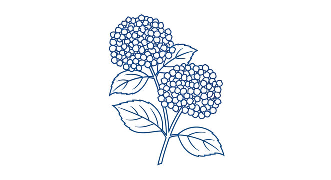 Delicate line drawing of two hydrangea flower heads with green leaves high quality professional detailed modern