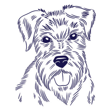 Cute schnauzer face
