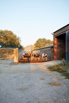 Cows standing in rustic farm setting during sunset