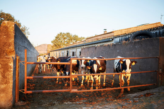 Cows standing behind gate on a sunny farm day