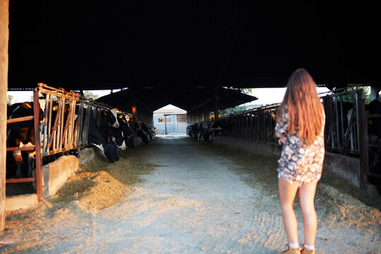 Woman observing dairy cows in barn at sunset