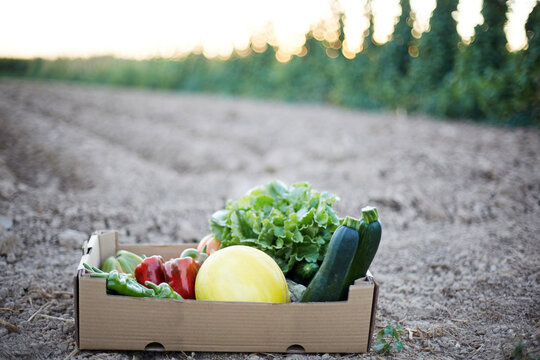 Fresh organic vegetables in a garden harvest scene