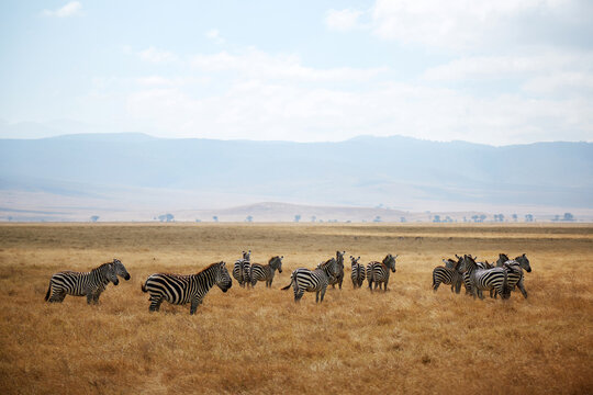 Zebras in Ngorongoro Conservation Area safari