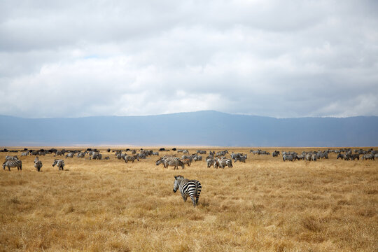 Herd of zebras grazing in Ngorongoro Conservation Area