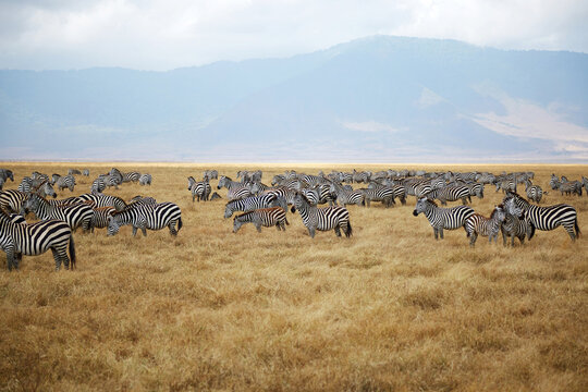 Vast gathering of zebras in Ngorongoro savanna