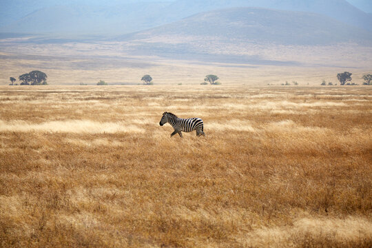 Zebra in open grassland of Ngorongoro Conservation Area