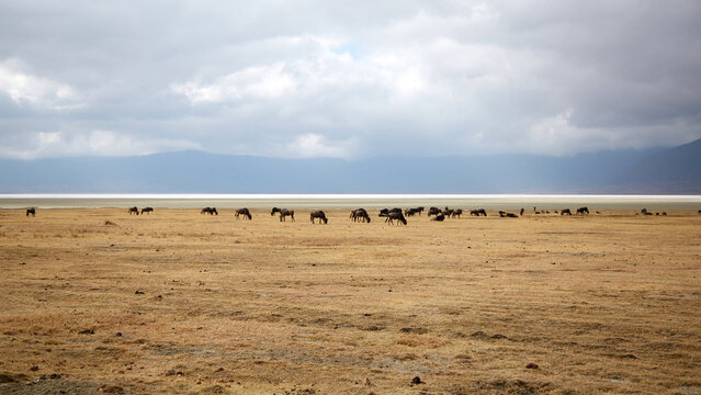Wildebeest grazing in Ngorongoro&rsquo;s vast savannah