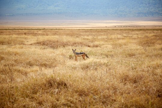 Black-backed jackal in Ngorongoro Conservation Area