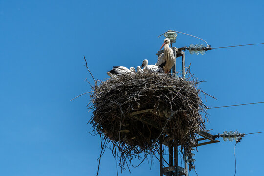 Stork family nesting on electricity pylon for sustainability