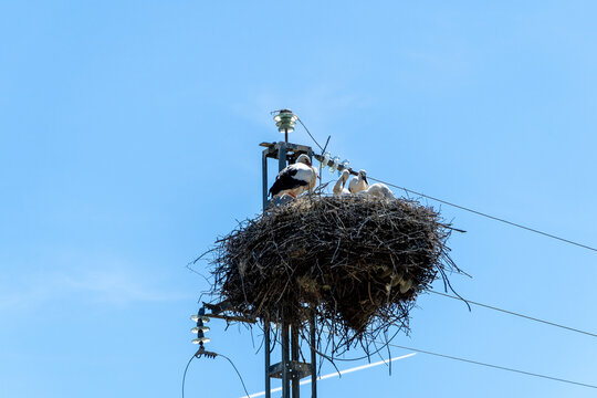 Stork family nesting atop an electricity pole
